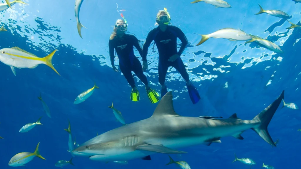 Snorkelling with Tropical Reefs & Sharks